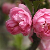 /photo////574145/pretty wife/img_3036a_1_3_small.jpg